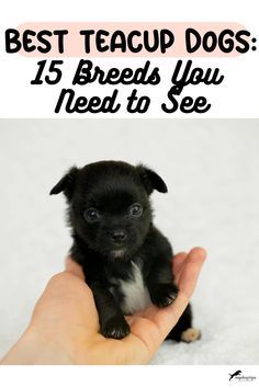 a small black dog sitting on top of a person's hand with the caption best teacup dogs 15 breeds you need to see