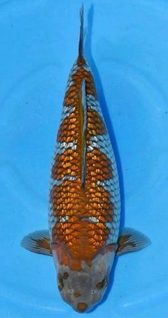 an orange and white fish swimming in blue water with its head above the water's surface