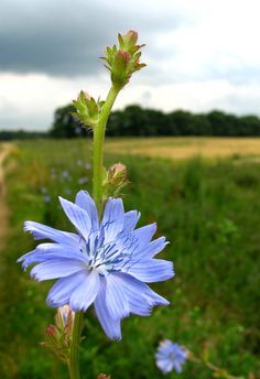 a blue flower in the middle of a green field with a dirt road behind it