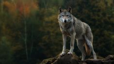 a grey wolf standing on top of a rock