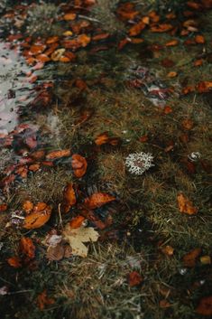 the ground is covered with leaves and water