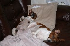 two dogs laying on top of a brown leather couch under a white and tan blanket