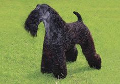 a black dog standing on top of a lush green field