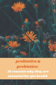 10 reasons why they're essential for gut health! Probiotic Yogurt, Gastrointestinal Disease, Asparagus Beans, Prebiotics And Probiotics, Healthy Bacteria, Probiotics Supplement