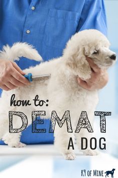 a white dog being groomed by a person in blue shirt with text overlay that reads how to demat a dog