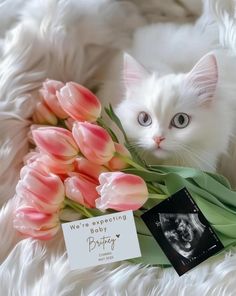 a white cat sitting on top of a blanket next to pink flowers and a card