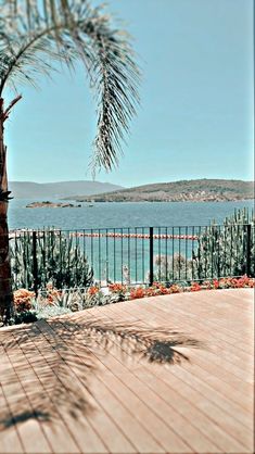 a palm tree sitting on top of a wooden deck next to the ocean