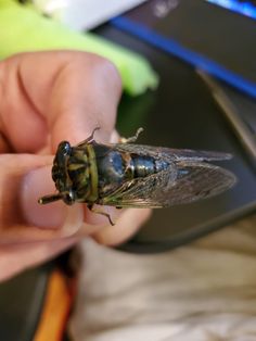 a close up of a person holding a fly in front of a computer keyboard and mouse