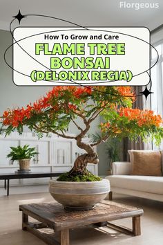 Flame Tree Bonsai (Delonix Regia) Bonsai Terrarium Ideas, Ficus Bonsai Tree, Garden Of Eve, Flowering Bonsai, Flowering Bonsai Tree, Bonsai Display, Delonix Regia, Bonsai Diy, Tree Types