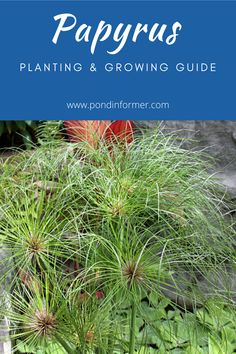 a planter filled with lots of green plants next to the words papyrus planting and growing guide