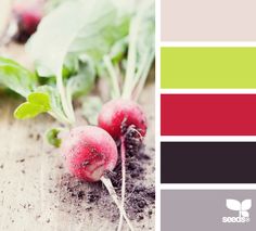 radishes with green leaves and brown dirt on the ground in color swatches