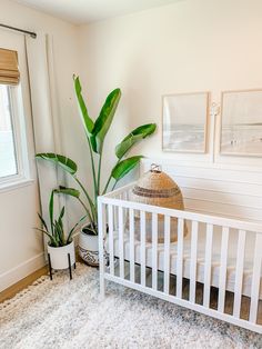 a white crib with a plant in it and pictures on the wall behind it