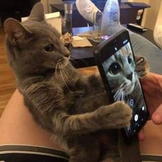 a person holding a cell phone with a cat on it's back and an image of a cat on the screen