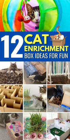 12 cat enrichment box ideas for fun