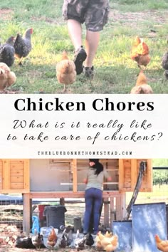 a woman walking through a chicken coop with chickens in the background and text that reads, chicken chores what is it really like to take care of chickens?