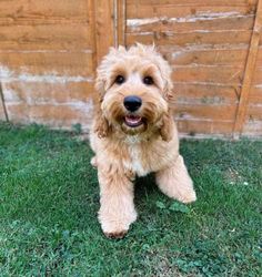 a brown dog sitting in the grass next to a wooden fence and door with it's tongue out