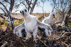 two white birds sitting on top of a pile of twigs