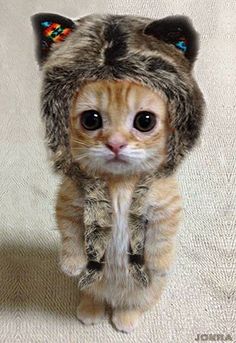 a cat wearing a hat with ears and eyes