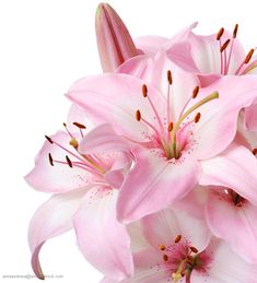 some pink flowers are blooming on a white background