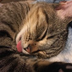 a close up of a cat laying on a blanket with its tongue hanging out and it's eyes closed