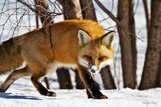 a red fox is walking through the snow