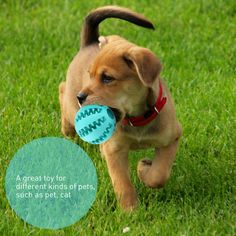 a small brown dog holding a blue frisbee in it's mouth on the grass