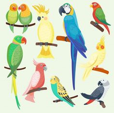 colorful parrots sitting on the tree branch in different colors and sizes, each with its own name