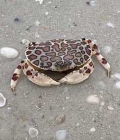 a close up of a small crab on the ground