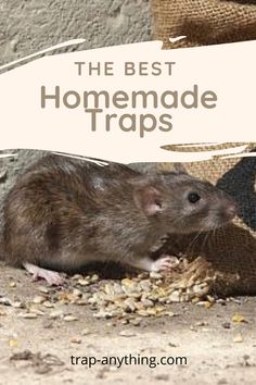 the best homemade traps for rodents