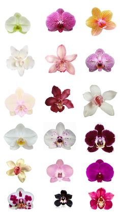 orchids Tyler The Creator Outfits, Activist Art, Grid Wallpaper, Flower Collage, Tattoo Portfolio, Purple Orchids, Pink Orchids, Collage Poster, Flower Phone Wallpaper