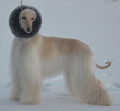 a dog with a hat on it's head standing in the middle of snow