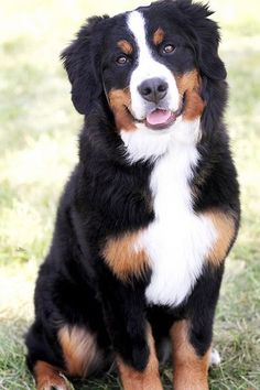 a black and brown dog sitting in the grass