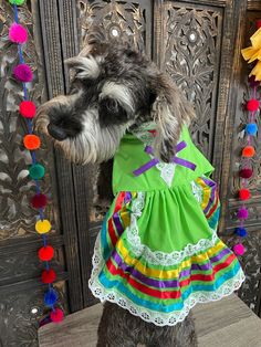 a dog dressed in a colorful dress standing on top of a wooden table with pom poms hanging from it's sides