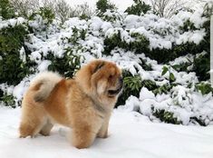 a brown dog standing in the snow next to bushes and shrubbery with it's mouth open