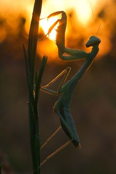 a praying mantissa in front of the setting sun