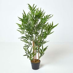 a small potted plant with green leaves on it's side, against a white background