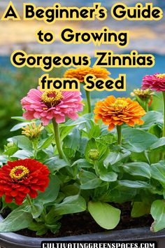 colorful zinnas growing in a pot with text overlay reading a beginner's guide to growing gorgeous zinnas from seed