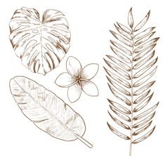 three different types of leaves and flowers on a white background, hand drawn in pencil