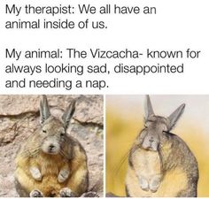 two pictures of animals with caption that reads, my therapy we have a spirit animal inside of us