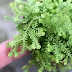 a close up of a person's hand holding a plant with many green leaves