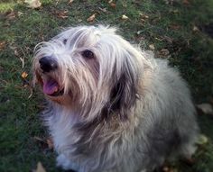 a shaggy white dog sitting on top of a lush green grass covered park area next to leaves