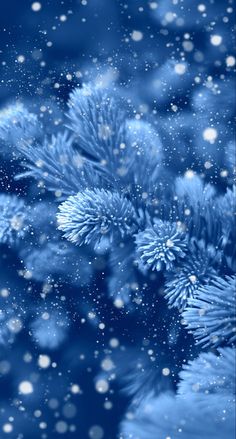 snow flakes are falling on the branches of a fir tree in blue and white