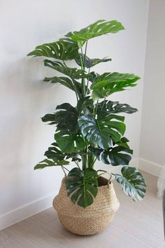 a large plant in a woven basket on the floor next to a wall with white walls