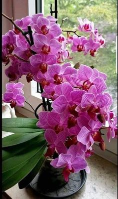 purple orchids in a black vase on a window sill