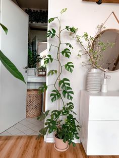 a plant in a pot on the floor next to a mirror and dresser with other plants