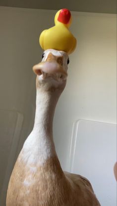 a close up of a duck with a rubber hat on top of it's head