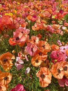 many different colored flowers in a field