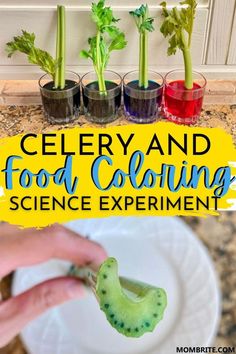 celery and food coloring science experiment for kids