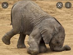 a baby elephant playing with it's mother in the dirt