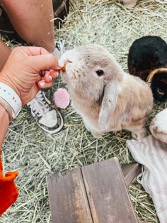 a person feeding a small rabbit with carrots in their hand while others look on